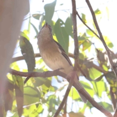 Pachycephala pectoralis (Golden Whistler) at Bruce Ridge - 25 Mar 2024 by ConBoekel