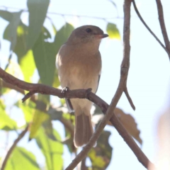 Pachycephala pectoralis at Bruce Ridge - 25 Mar 2024