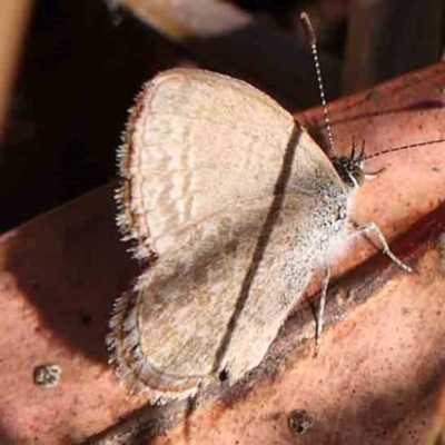 Zizina otis (Common Grass-Blue) at Bruce Ridge - 24 Mar 2024 by ConBoekel