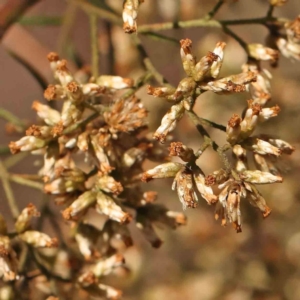 Cassinia quinquefaria at Bruce Ridge - 27 Mar 2024