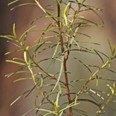 Cassinia quinquefaria at Bruce Ridge - 27 Mar 2024 11:16 AM