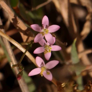 Centaurium erythraea at Bruce Ridge - 27 Mar 2024