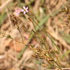 Centaurium erythraea at Bruce Ridge - 27 Mar 2024 11:15 AM