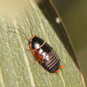 Ellipsidion australe at Bruce Ridge - 27 Mar 2024 11:27 AM