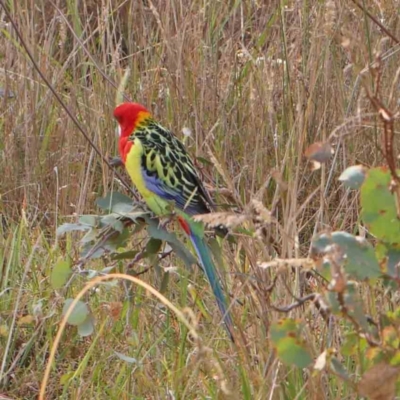Unidentified Parrot at O'Connor, ACT - 27 Mar 2024 by ConBoekel