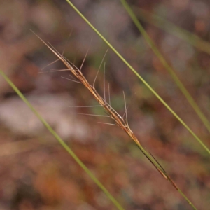Unidentified Grass at suppressed by ConBoekel