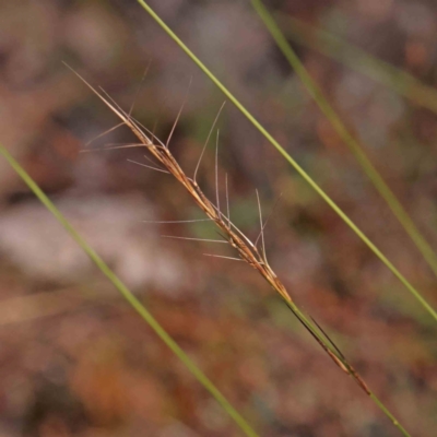 Unidentified Grass at O'Connor, ACT - 27 Mar 2024 by ConBoekel
