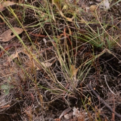 Aristida ramosa at Bruce Ridge - 27 Mar 2024