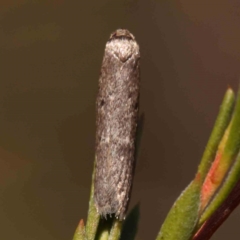 Psychidae (family) MATURE (Case Moth) at O'Connor, ACT - 27 Mar 2024 by ConBoekel