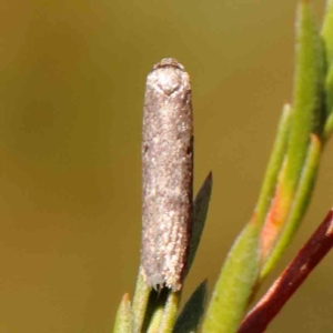 Psychidae (family) MATURE at Bruce Ridge - 27 Mar 2024