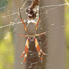 Trichonephila edulis (Golden orb weaver) at Bruce Ridge - 27 Mar 2024 by ConBoekel