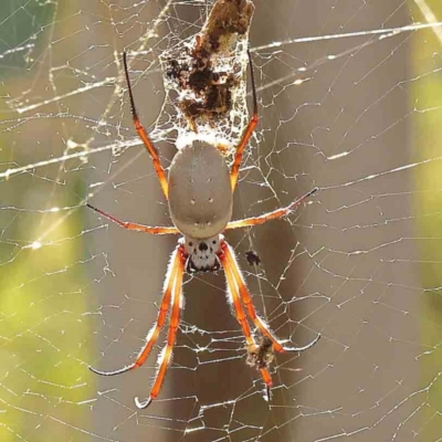 Trichonephila edulis (Golden orb weaver) at O'Connor, ACT - 27 Mar 2024 by ConBoekel