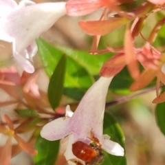 Exoneura sp. (genus) at QPRC LGA - 29 Mar 2024