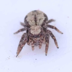 Unidentified Jumping or peacock spider (Salticidae) at Bruce Ridge - 27 Mar 2024 by ConBoekel