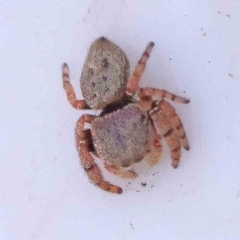 Simaethula sp. (genus) (A jumping spider) at Bruce Ridge - 27 Mar 2024 by ConBoekel