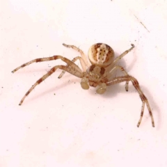 Australomisidia rosea (Rosy Flower Spider) at O'Connor, ACT - 27 Mar 2024 by ConBoekel