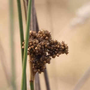 Juncus australis at Bruce Ridge - 22 Mar 2024 10:56 AM