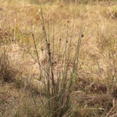 Juncus australis at Bruce Ridge - 22 Mar 2024