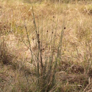 Juncus australis at Bruce Ridge - 22 Mar 2024 10:56 AM