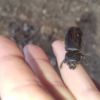 Passalidae (family) (Passalid or Bess Beetle) at Bungendore, NSW - 29 Mar 2024 by clarehoneydove