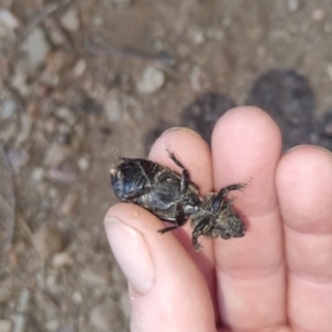 Passalidae (family) at QPRC LGA - 29 Mar 2024