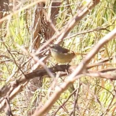 Sericornis frontalis (White-browed Scrubwren) at Bruce Ridge - 27 Mar 2024 by ConBoekel