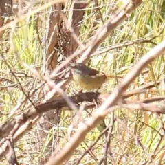 Unidentified Small (Robin, Finch, Thornbill etc) at O'Connor, ACT - 27 Mar 2024 by ConBoekel