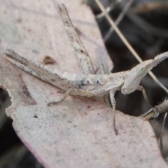 Keyacris scurra (Key's Matchstick Grasshopper) at Hall, ACT - 29 Mar 2024 by Anna123