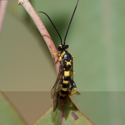 Ichneumonidae (family) (Unidentified ichneumon wasp) at Hall, ACT - 29 Mar 2024 by Anna123