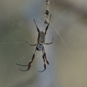 Trichonephila edulis (Golden orb weaver) at Hall, ACT by Anna123