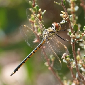 Unidentified Dragonfly or Damselfly (Odonata) at suppressed by Anna123