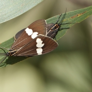 Nyctemera amicus (Senecio Moth, Magpie Moth, Cineraria Moth) at Hall, ACT by Anna123