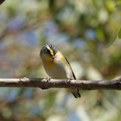 Pardalotus striatus (Striated Pardalote) at Hall, ACT - 28 Mar 2024 by Anna123