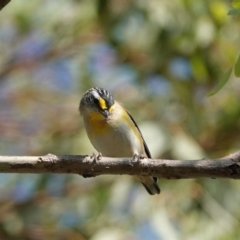 Pardalotus striatus at Hall, ACT - 28 Mar 2024 by Anna123