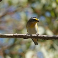 Pardalotus striatus at Hall, ACT - 29 Mar 2024 10:02 AM