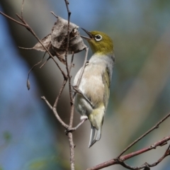 Zosterops lateralis (Silvereye) at Hall, ACT - 29 Mar 2024 by Anna123
