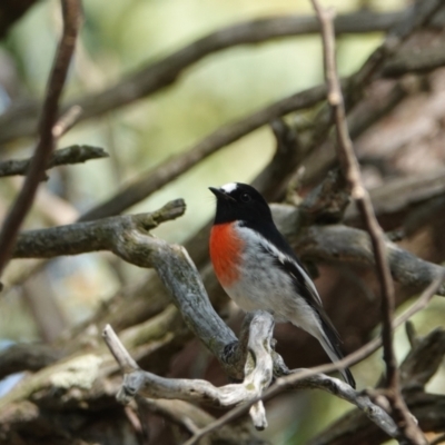 Petroica boodang (Scarlet Robin) at Hall, ACT - 28 Mar 2024 by Anna123