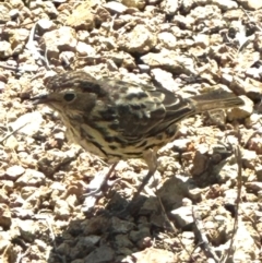 Pyrrholaemus sagittatus (Speckled Warbler) at QPRC LGA - 29 Mar 2024 by yellowboxwoodland