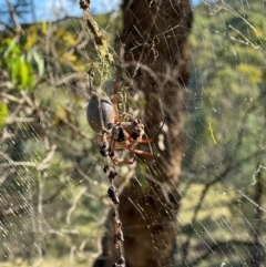 Trichonephila edulis (Golden orb weaver) at QPRC LGA - 29 Mar 2024 by yellowboxwoodland