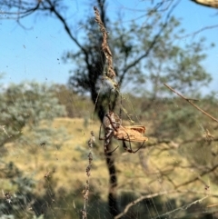 Trichonephila edulis at QPRC LGA - suppressed