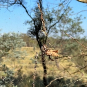 Trichonephila edulis at QPRC LGA - suppressed