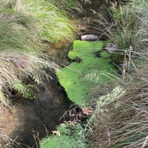 Callitriche stagnalis at Lower Cotter Catchment - 28 Mar 2024 11:00 AM