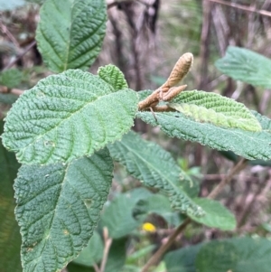 Pomaderris aspera at Lower Cotter Catchment - 28 Mar 2024 10:05 AM