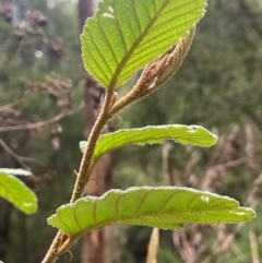 Pomaderris aspera at Lower Cotter Catchment - 28 Mar 2024 10:05 AM