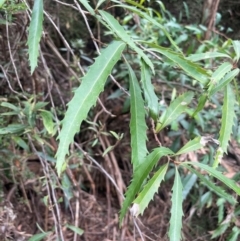 Lomatia myricoides (River Lomatia) at Lower Cotter Catchment - 27 Mar 2024 by JaneR