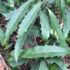 Lomatia myricoides at Lower Cotter Catchment - 28 Mar 2024