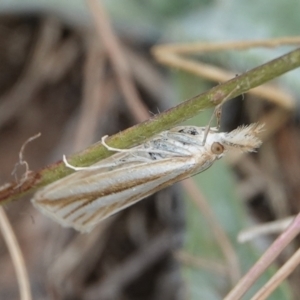 Hednota species near grammellus at Hall, ACT - 23 Mar 2024