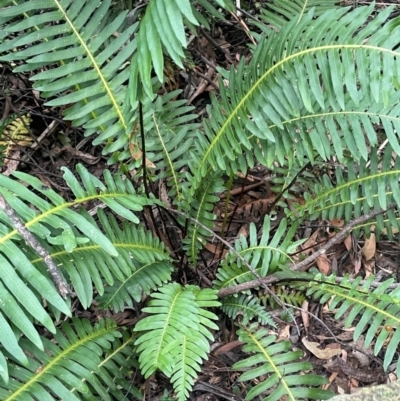 Blechnum nudum (Fishbone Water Fern) at Lower Cotter Catchment - 28 Mar 2024 by JaneR