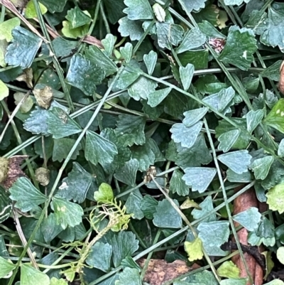 Asplenium flabellifolium (Necklace Fern) at Uriarra Village, ACT - 27 Mar 2024 by JaneR