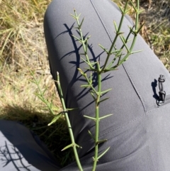 Discaria pubescens (Australian Anchor Plant) at Borenore, NSW - 29 Mar 2024 by JT1997